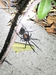 Latrodectus hesperus