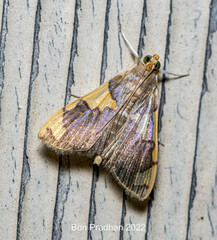 Rehimena