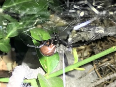 Latrodectus hesperus