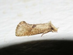 Acrolophinae