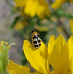 Paranapiacaba tricincta