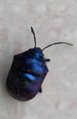 Chrysocoris stollii