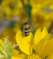 Paranapiacaba tricincta