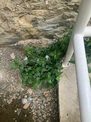 Ageratina havanensis