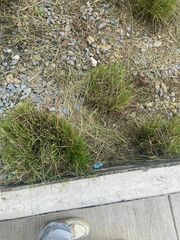 Eragrostis pectinacea