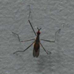 Neriidae