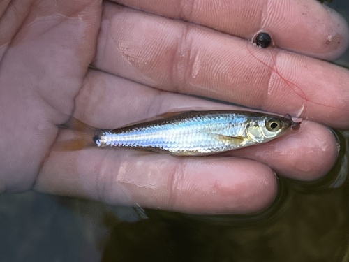 Spottail shiner (Notropis hudsonius) — Cyprinidae — 2