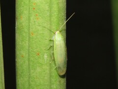 Panchlora