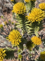Pteronia fasciculata