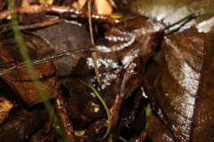 Danhatchia copelandii