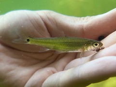Notropis hudsonius