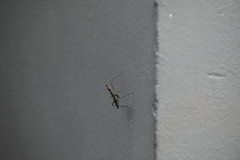 Neriidae