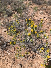 Pteronia fasciculata