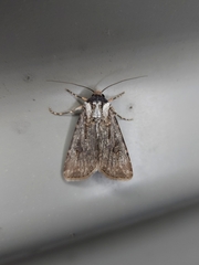 Agrotis munda