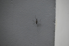Neriidae