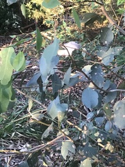 Eucalyptus globulus