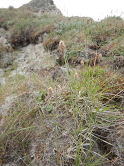 Alopecurus magellanicus