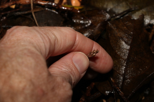 Image of Danhatchia copelandii by (c) Greg Tasney, some rights reserved (CC BY-SA)
