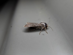 Agrotis munda