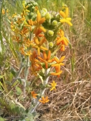 Manulea tomentosa