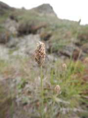 Alopecurus magellanicus