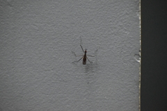 Neriidae