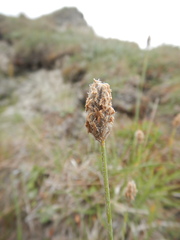 Alopecurus magellanicus