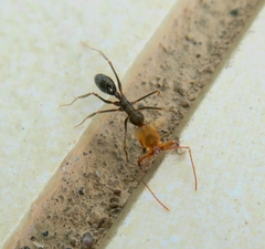 Odontomachus