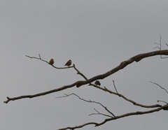 Stagonopleura guttata