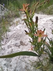 Wachendorfia multiflora