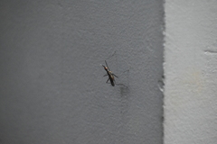 Neriidae
