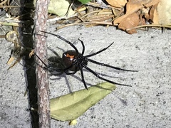 Latrodectus hesperus