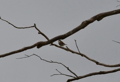 Stagonopleura guttata