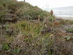 Alopecurus magellanicus