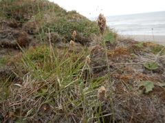 Alopecurus magellanicus