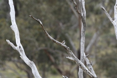 Stagonopleura guttata