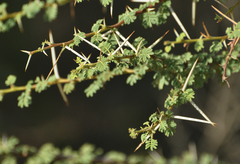 Vachellia tortilis
