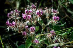 Pelargonium cordifolium