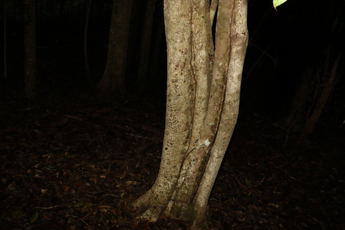 Image of Niemeyera whitei by (c) Greg Tasney, some rights reserved (CC BY-SA)