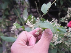 Reynoutria multiflora