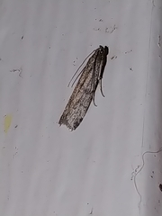 Vitula serratilineella