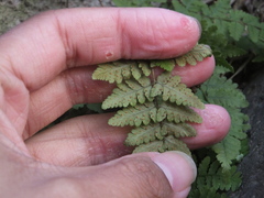Dryopteris chinensis