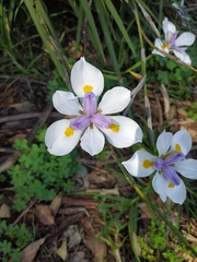 Dietes grandiflora
