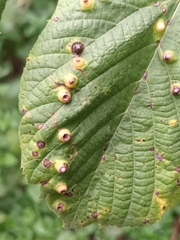 Didymomyia tiliacea