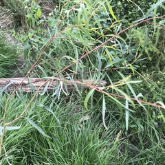 Acacia floribunda