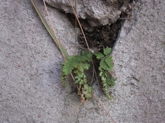 Dryopteris chinensis