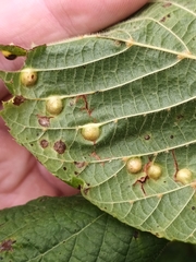 Didymomyia tiliacea