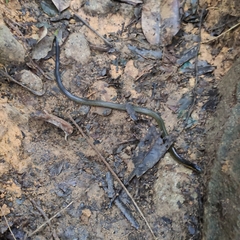 Calamaria lumbricoidea