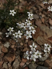 Pharnaceum aurantium