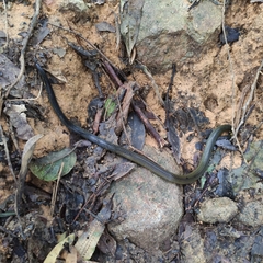 Calamaria lumbricoidea